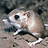 catdragonratmouse