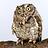 The_Stewed_Owl