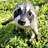raccoon_fan_5000