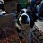 fairviewdogs