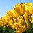 Swosh_js