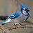 blue-j
