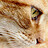 Nicholas_Miller