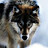 Wolfie