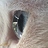qat