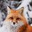 lordwildbeast