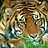 Tiger_Kot