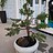 Coniferous21 Coniferous21