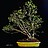 Mel_Bonsai