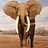 Elephant454 Elephant454