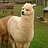 llama0