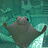 Manta_Ray