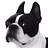 Johnny_Gwynes