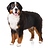 dogboydog