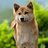 akita