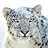 kolepard