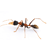 Ant01n3