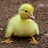 Pravin_Poudel