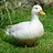 SpaceDuck