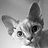 Nowy_Konrad