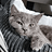 Buddy_DE